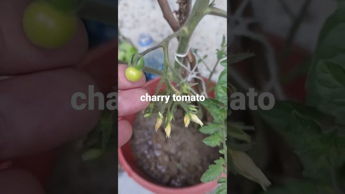 winter vegetable /charry tomato #shorts #planting