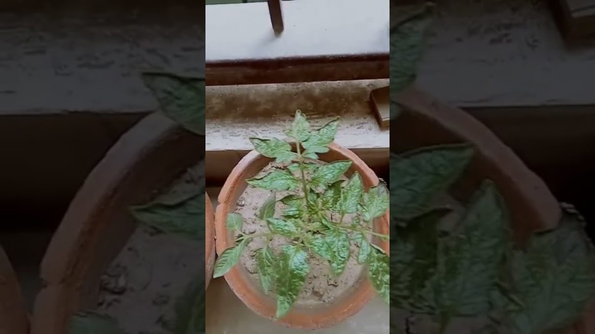 Growing Tomatoes In Containers #containergardening #shorts #ytshorts #tomatoes #hxaqib11