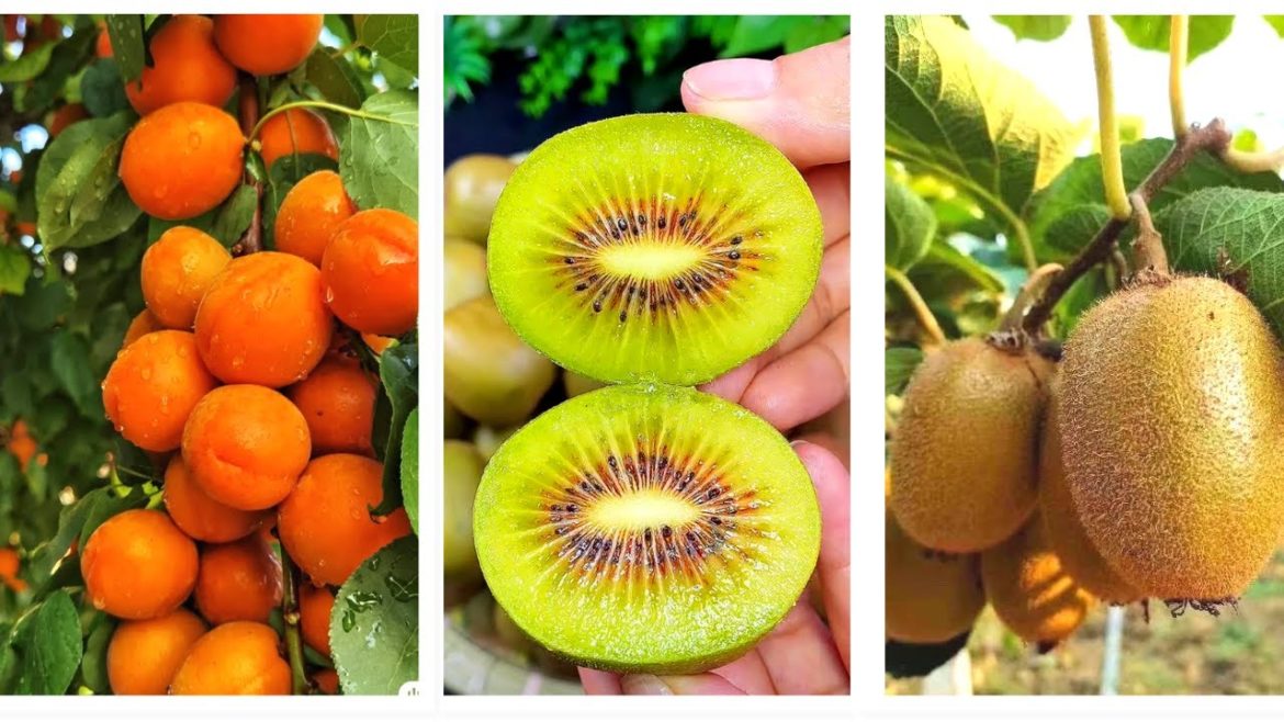 Nutrition Healthy Fruits l Farm Fresh Ninja Fruit (Oddly Satisfying Fruit Ninja) #004