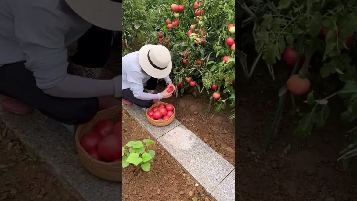 how to growing vegetable #natural #satisfying