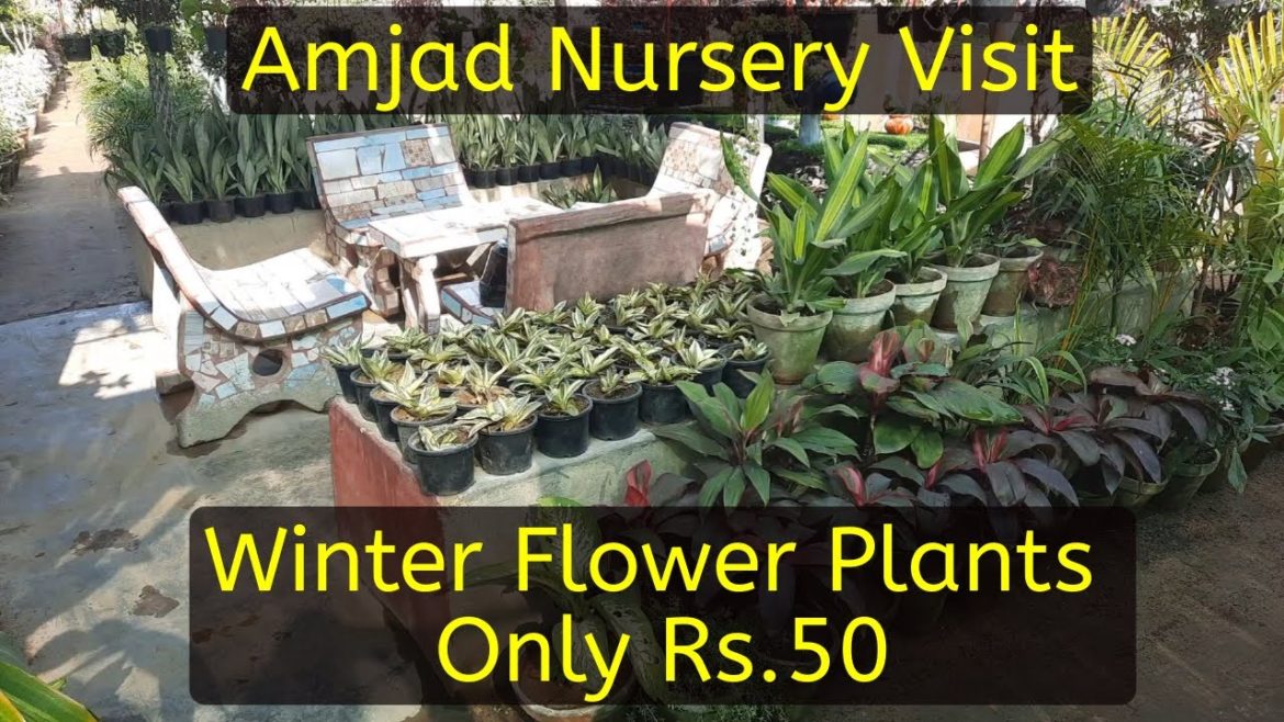 Amjad Nursery Outdoor Plants | Winter Season Flower Plants Rs.50 Amjad Nursery Outdoor Plants | Winter Season Flower Plants Rs.50