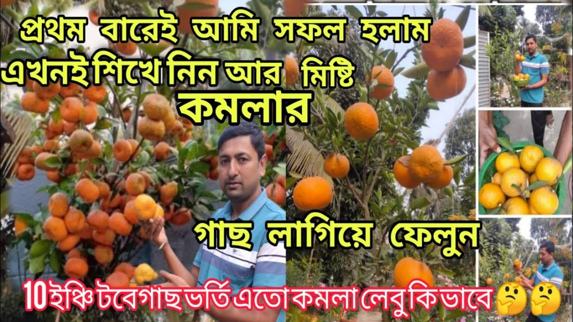 how to /how to grow orange in container /growing orange in pat /kinnu orange /@BaganBondhu how to /how to grow orange in container /growing orange in pat /kinnu orange /@BaganBondhu