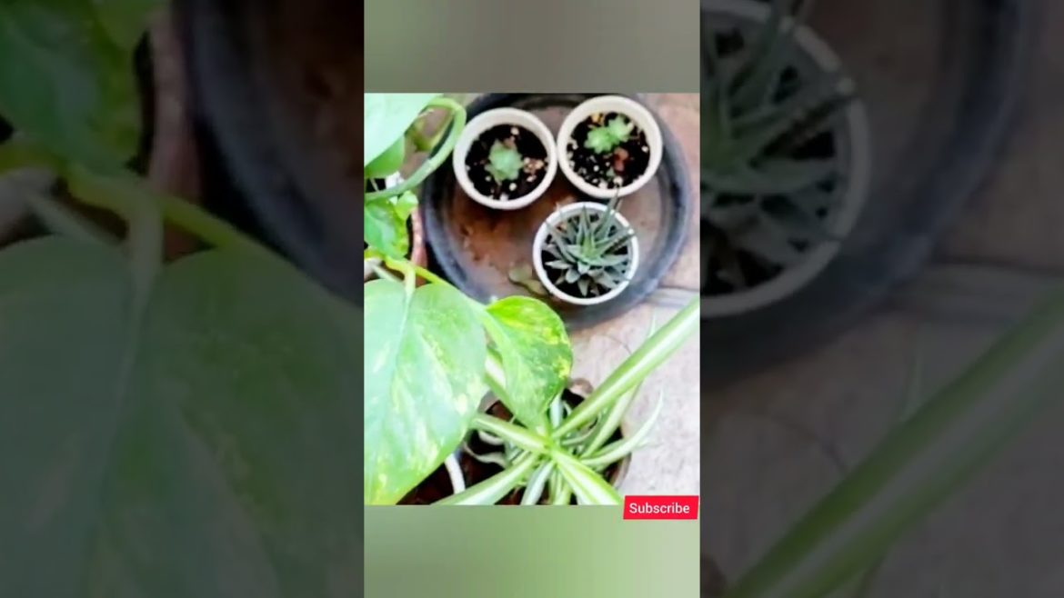 Balcony decoration garden ideas | Indoor plants tour | pot home decor, grass mat with peaceful vibes Balcony decoration garden ideas | Indoor plants tour | pot home decor, grass mat with peaceful vibes