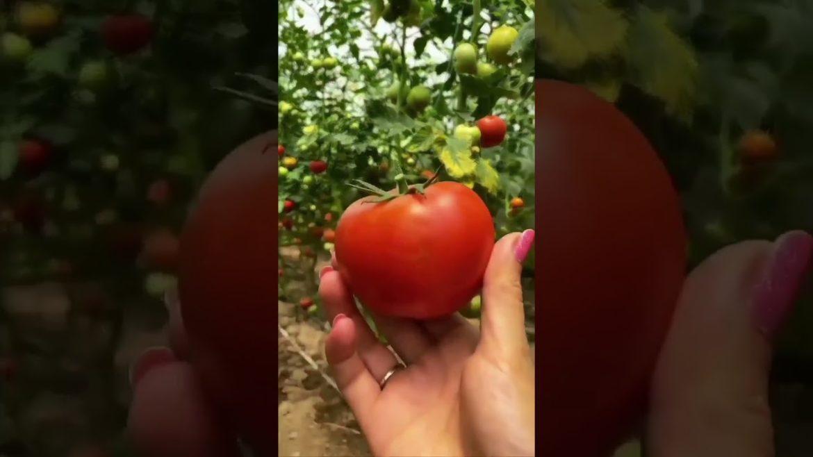 Tomatoes 🍅🍅🍅 #gardening #shorts #youtubeshorts