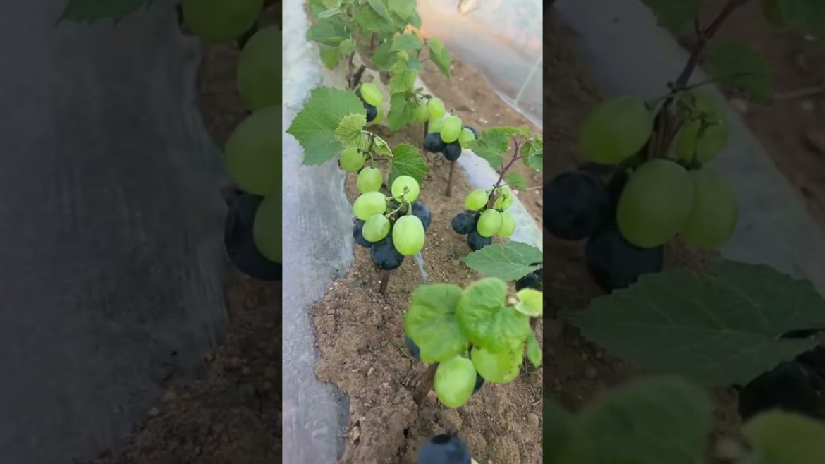 Fresh grape fruit farming #shorts