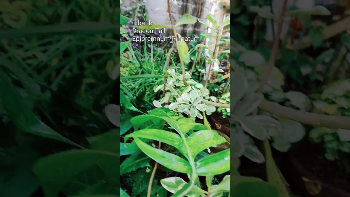 Tibatib. Dragon Tail plant. A beautiful local alternative to the more expensive monstera. #plants