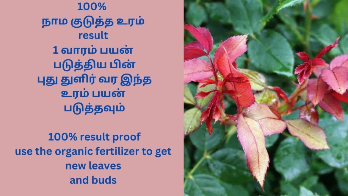 Organic fertilizer result|Garden|Gardening|Terrace garden|Rose plant tips|Amazing rose plant tip Organic fertilizer result|Garden|Gardening|Terrace garden|Rose plant tips|Amazing rose plant tip