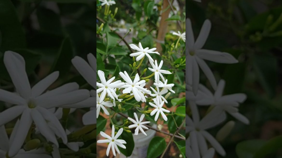 #முல்லை 🥰#shorts #tamil  #gardeningtips