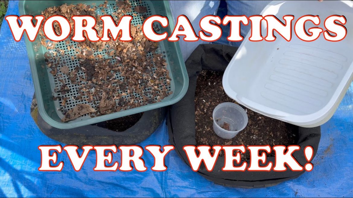 Create A Constant Supply of Worm Castings!! | Vermicompost Worm Farm