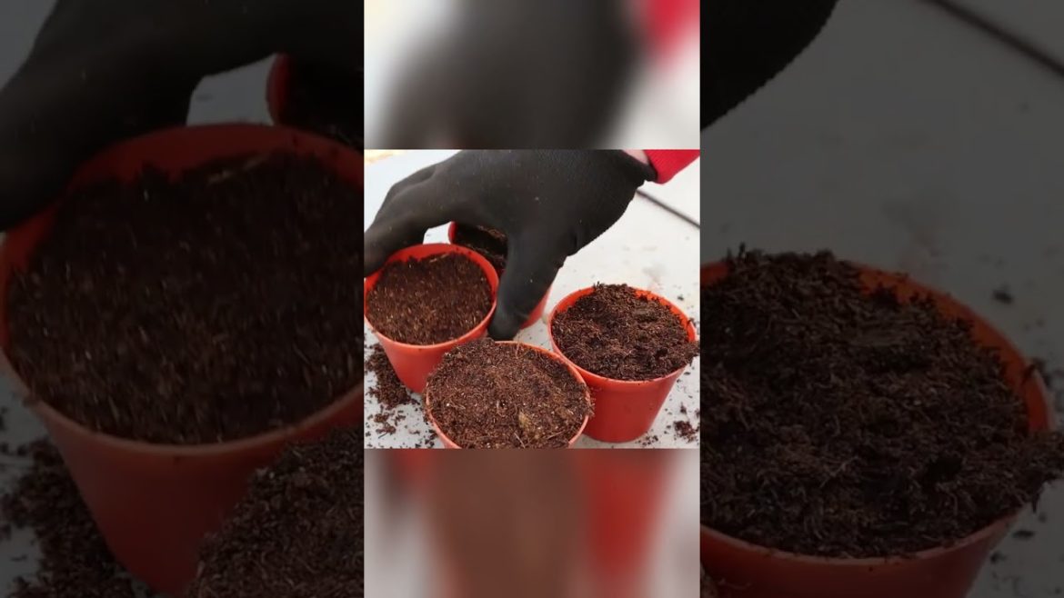 Planting Tomato Slices To Grow Tomatoes? 🍅