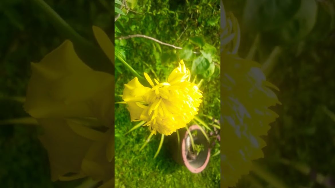 dhahaspethiya flower 😙😙|| gradern beautiful flower #dhahaspethiya