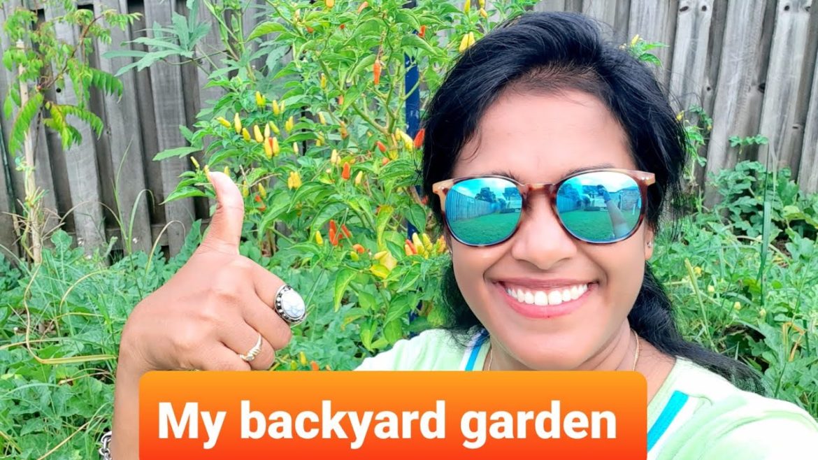 My first Organic Backyard Garden in Brisbane | Kiwi Indian