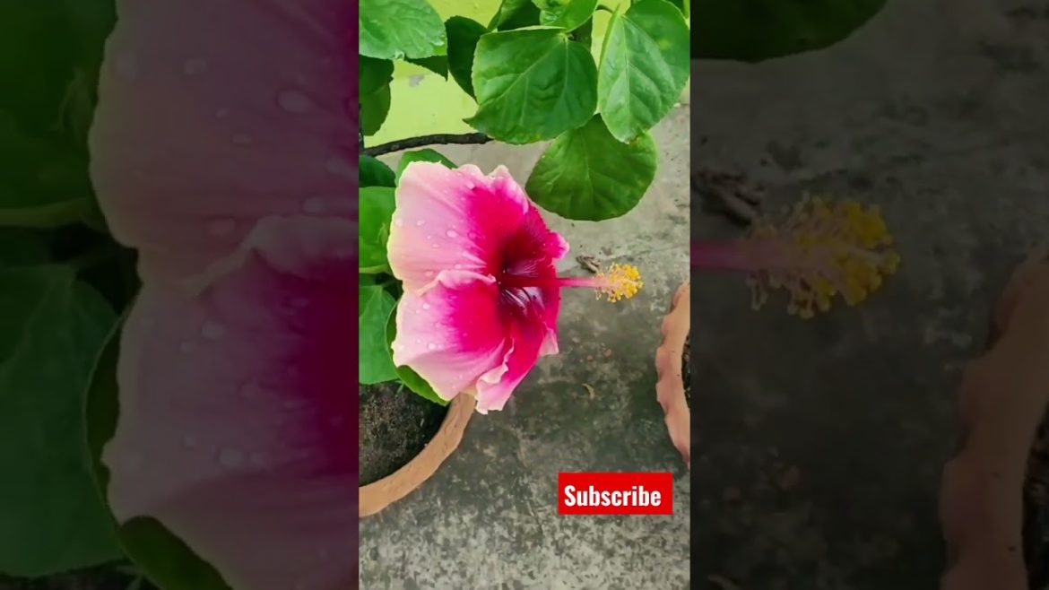 hybrid hibiscus blooming #shorts #hibiscus#satisfying