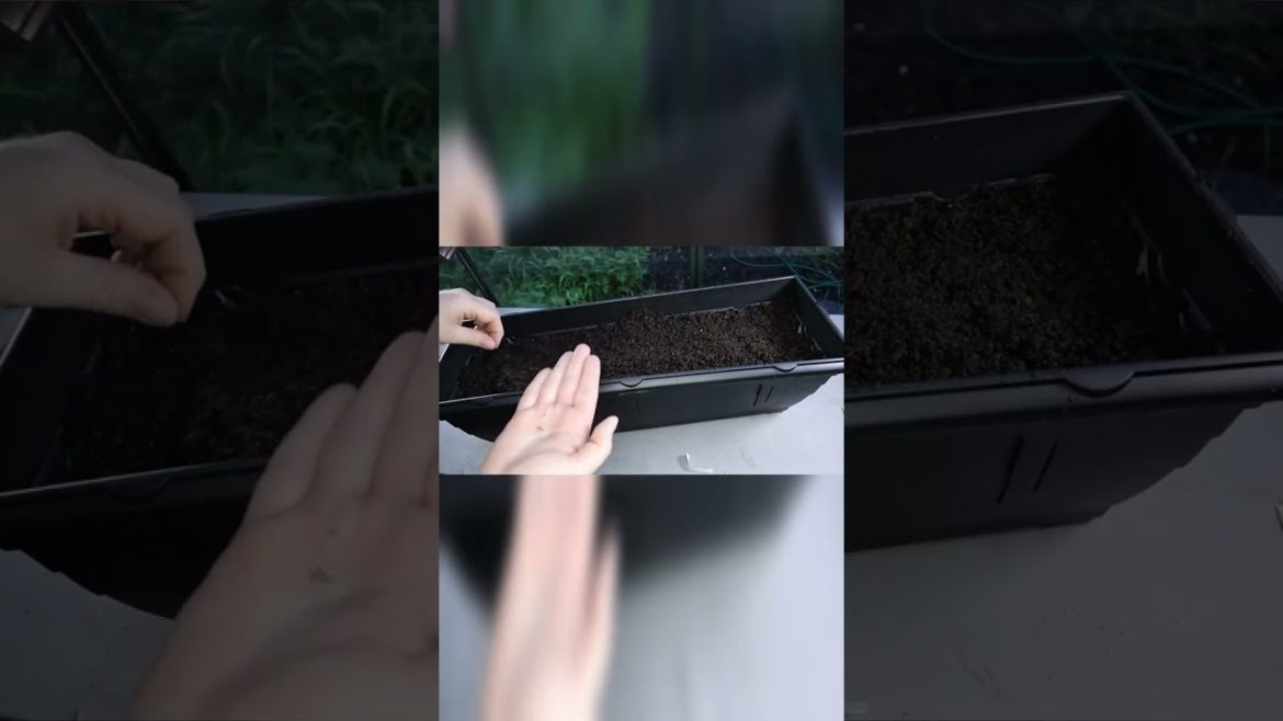 Growing MEGA Lettuces Indoors In Containers #gardening #vegetables #vegan