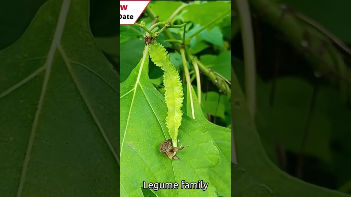 #shorts Asian  Winged Bean Useful and Beneficial Food Forest Plant