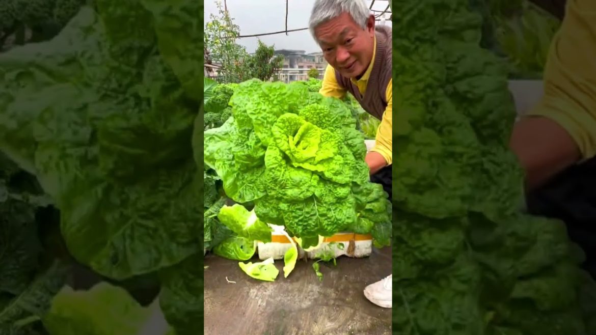 Harvest Cabages on rooftop garden