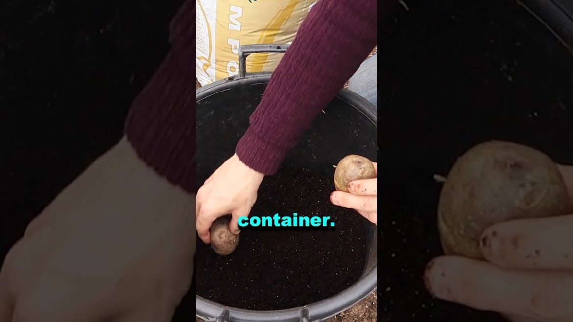 Growing Potatoes in Containers A Smart Choice for Urban Gardeners #shorts Growing Potatoes in Containers A Smart Choice for Urban Gardeners #shorts