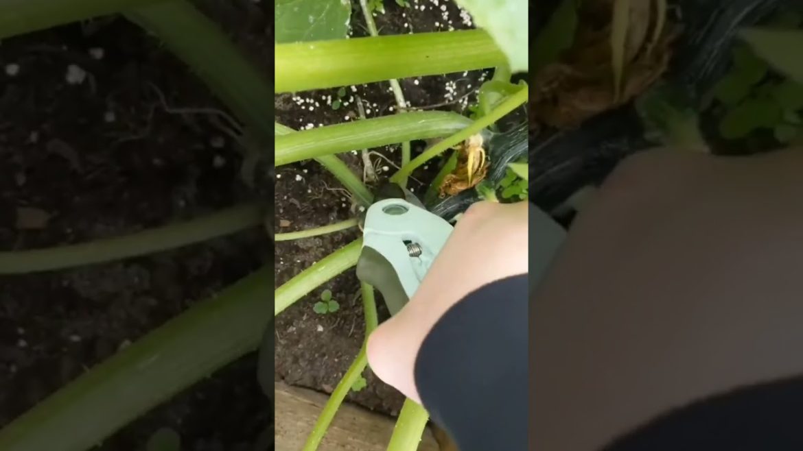 Priscilla is getting a 'haircut' 💇🎃 #pumpkin #priscilla #pumpkinpatch #friday #fridaynight #almos