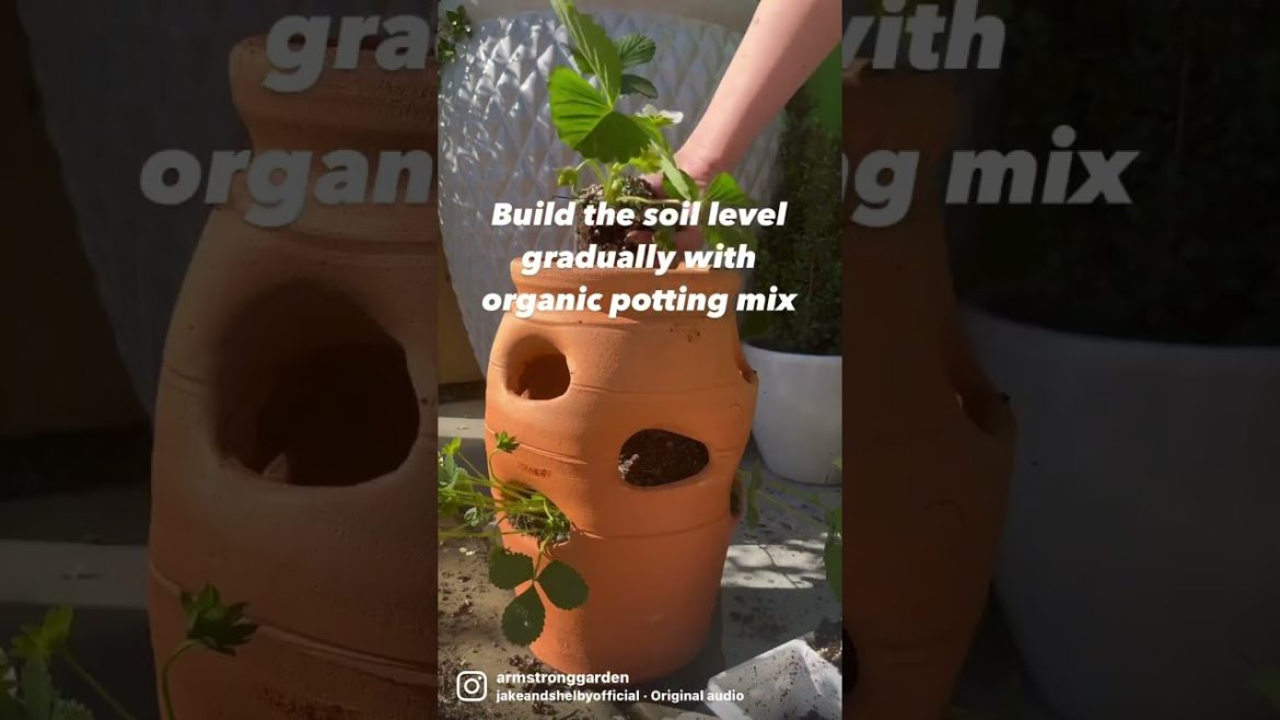 Planting Strawberries in a Strawberry Pot 🍓 Grow Your Own Delicious Fruit