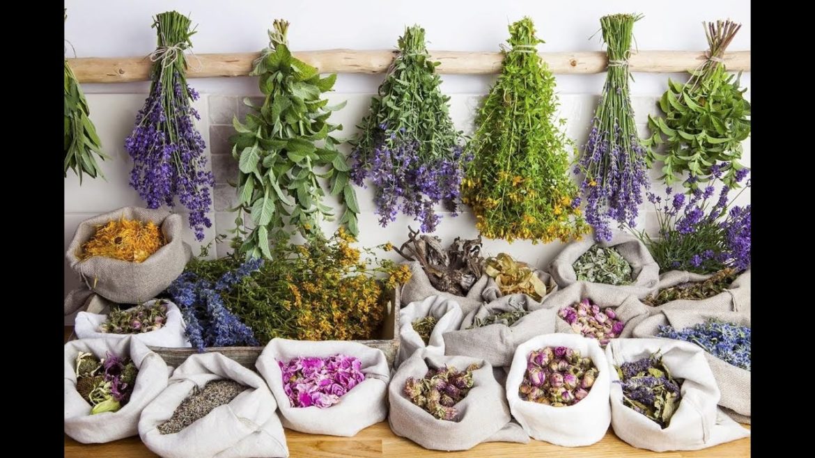 Growing medicinal herbs as a new business or additional income in 2023 Growing medicinal herbs as a new business or additional income in 2023