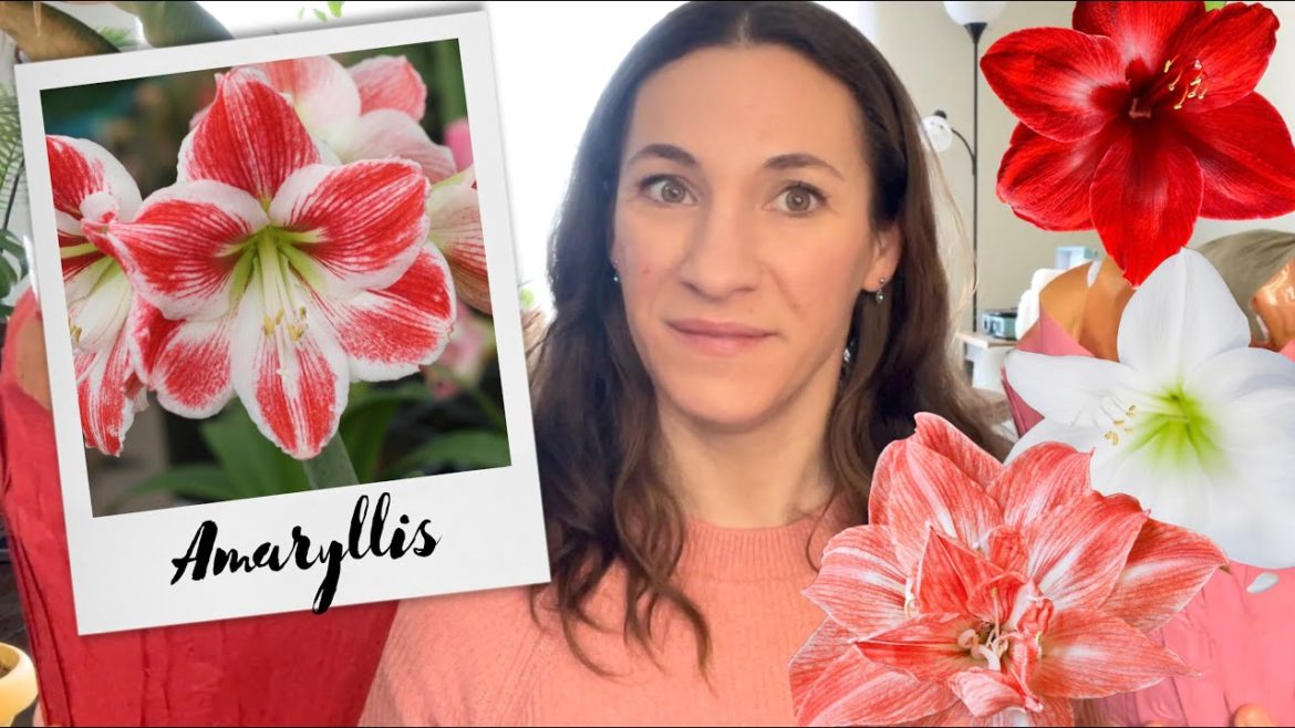 LOTS of New Amaryllis! 🌺 Planting, Care & Reblooming Flowering tips / How to / Zone 6 Garden