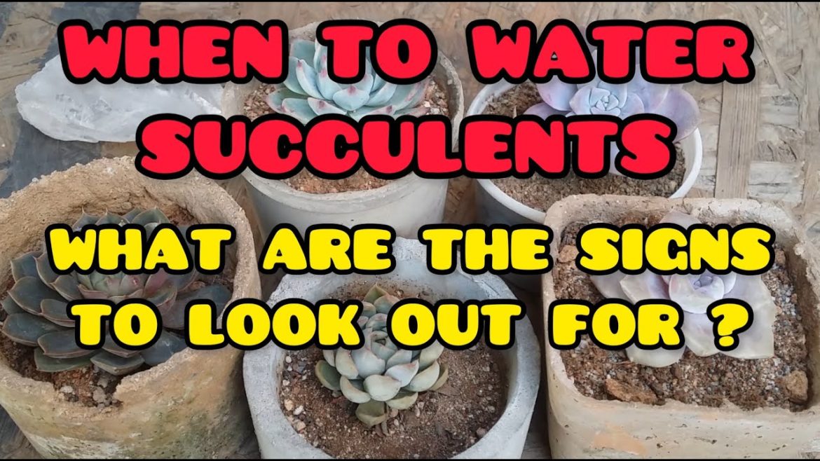 || WHEN TO WATER SUCCULENTS || WHAT ARE THE SIGNS TO LOOK OUT FOR ? ||