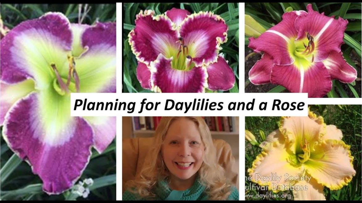 Planning for Daylilies and a Rose