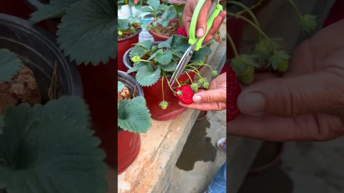 My rooftop garden