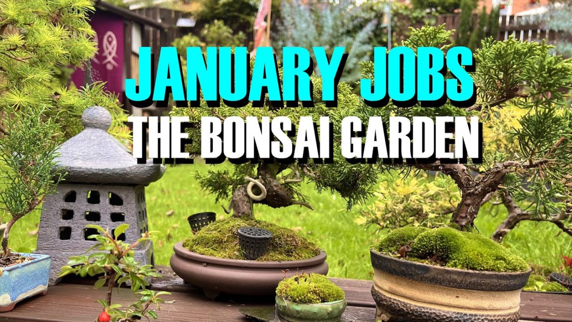 January Jobs in The Bonsai Garden January Jobs in The Bonsai Garden