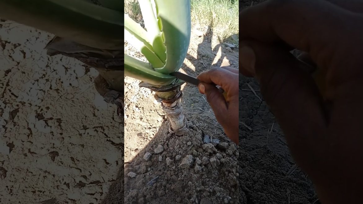 Aloe vera leaf cuting #shorts #youtubeshorts #gardening