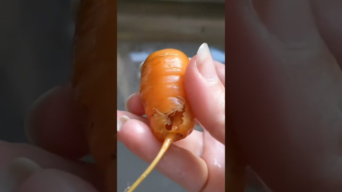 Results of freezing my carrots βοΈπ₯- they did taste the same π #carrot #carrots #healthy #healthye Results of freezing my carrots βοΈπ₯- they did taste the same π #carrot #carrots #healthy #healthye