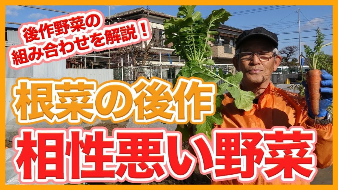家庭菜園や農園の根菜栽培の後作で相性の悪い野菜の組み合わせ!大根・カブ・ニンジンの後作にはこれ!/Tips for planting vegetables after root vegetables. 家庭菜園や農園の根菜栽培の後作で相性の悪い野菜の組み合わせ!大根・カブ・ニンジンの後作にはこれ!/Tips for planting vegetables after root vegetables.