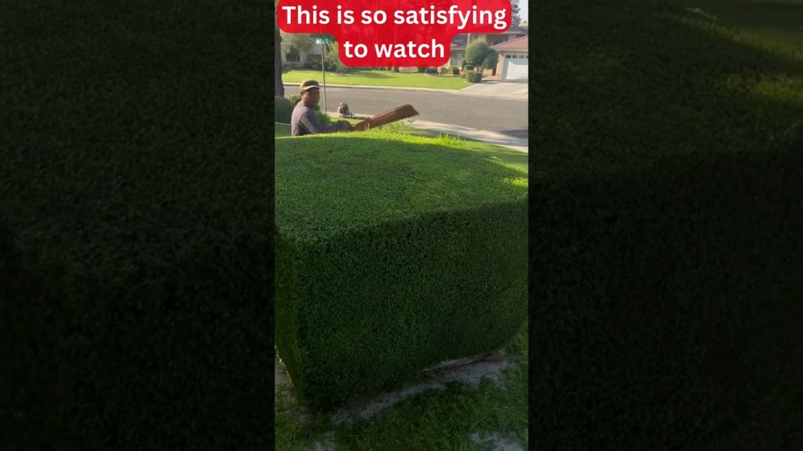 This is so satifying to watch perfect cut #shorts #viralshorts #gardentips