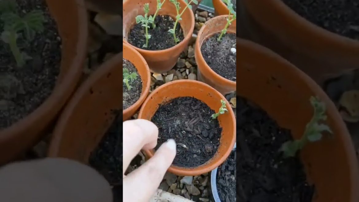 Chickpea update - growing faster than expected 😱🥰 #chickpea #chickpeas #veggie #vegetarian #homeg