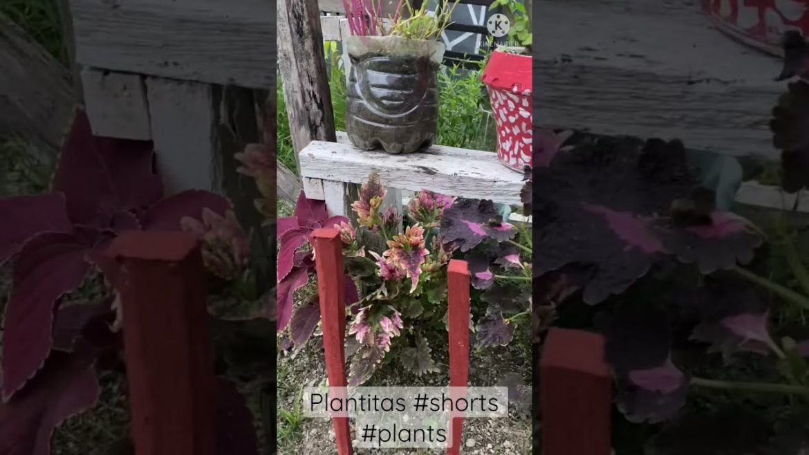 Amazing Plantitas #shorts #plants Amazing Plantitas #shorts #plants