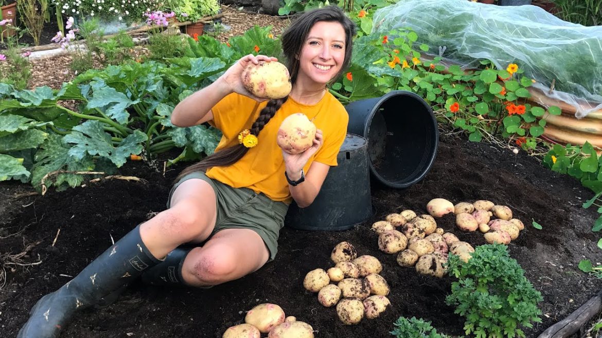 How to Grow: Potatoes in Pots / Homegrown Garden How to Grow: Potatoes in Pots / Homegrown Garden