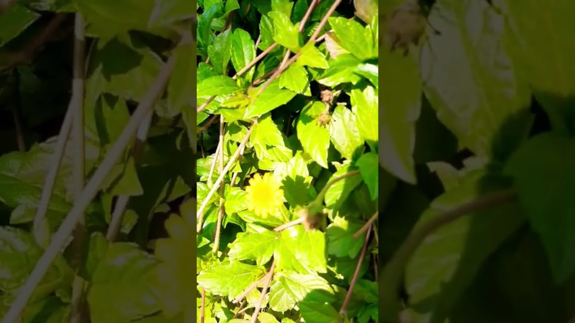 beautiful mini garden #shorts #shortsgarden