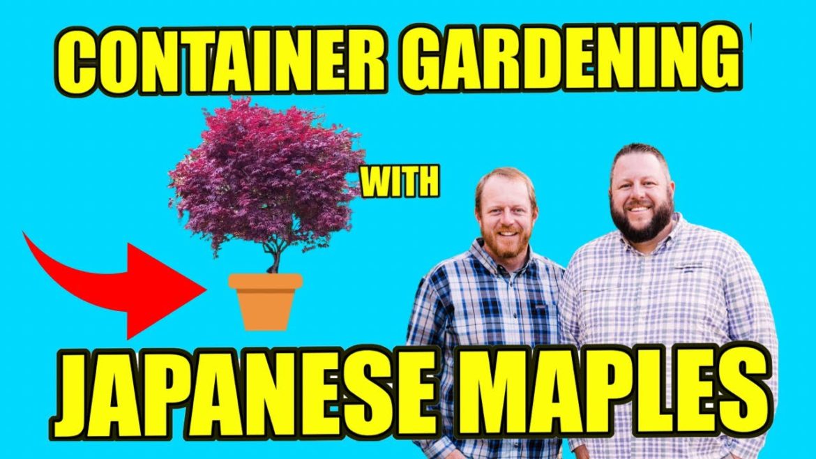 Container Gardening with Japanese Maples | DIY GARDENING | MrMaple Podcast #16