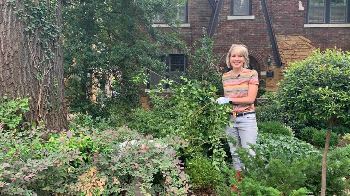 Garden Tour : Pruning Shrubs 🌲🌳🌲 in the Front Yard
