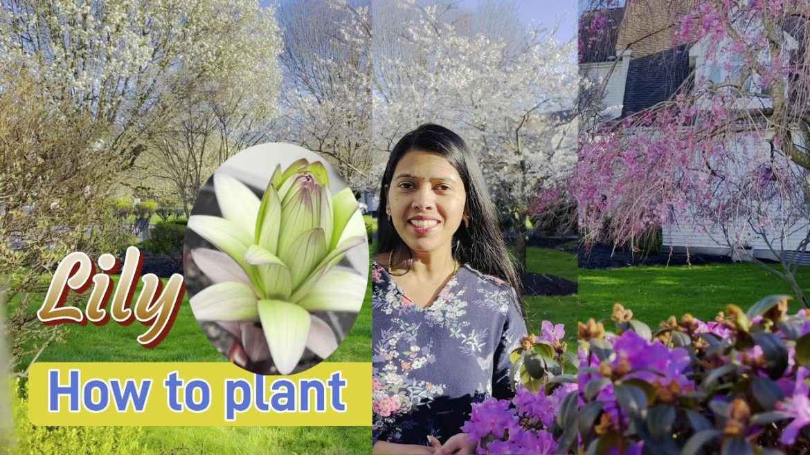 Transplanting Lily Plants | Planting Lily Bulbs | Backyard Garden Highlights Transplanting Lily Plants | Planting Lily Bulbs | Backyard Garden Highlights