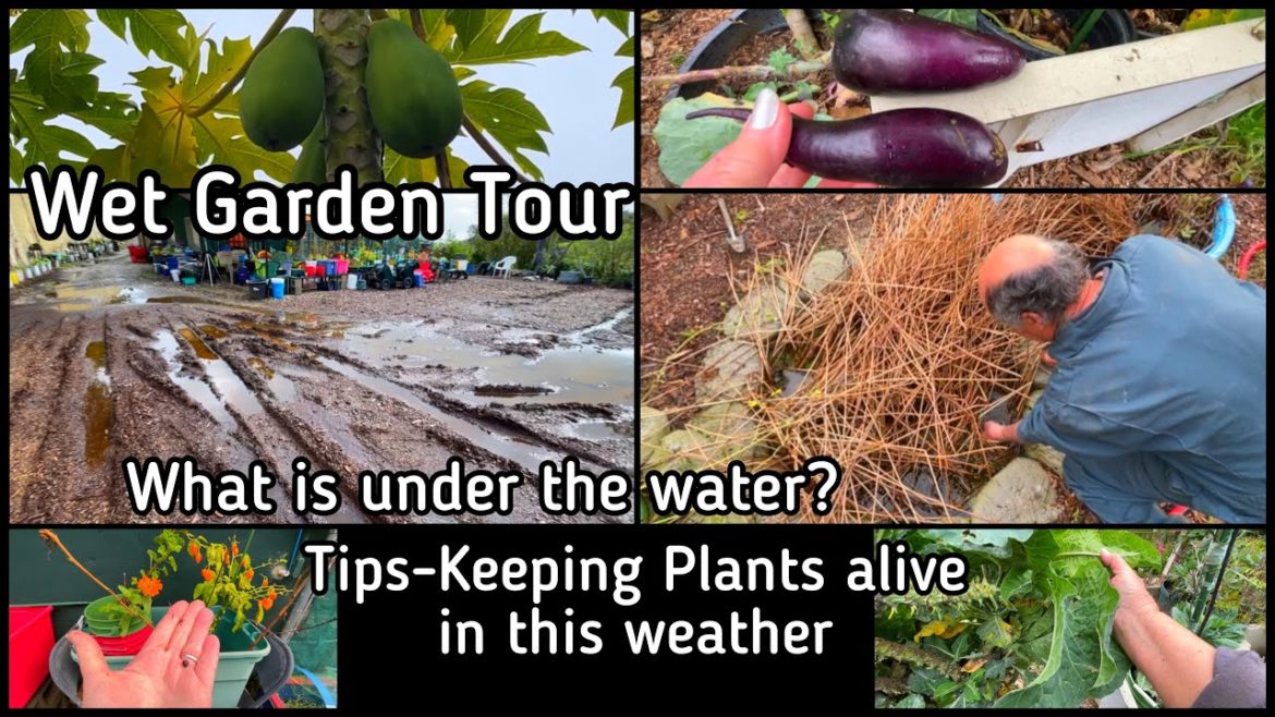Fun Garden Tour Walkabout  Growing Vegetables  How to SAVE Plants from Winter Flooding Rain & Wind Fun Garden Tour Walkabout * Growing Vegetables * How to SAVE Plants from Winter Flooding Rain & Wind