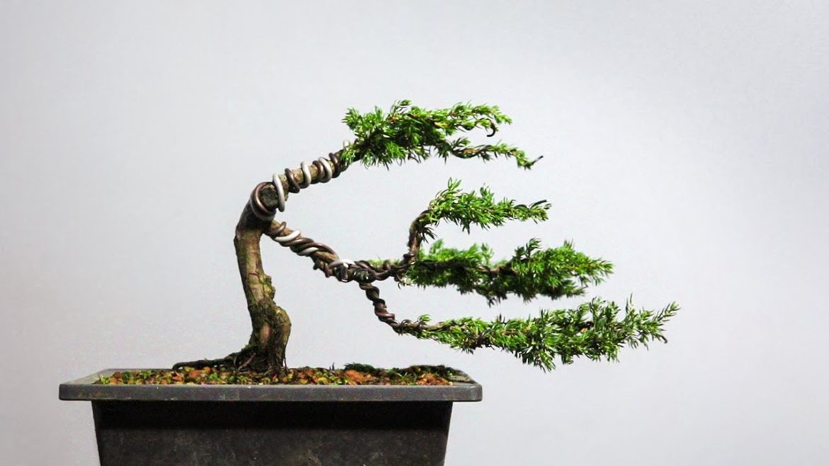 Styling a windswept juniper bonsai