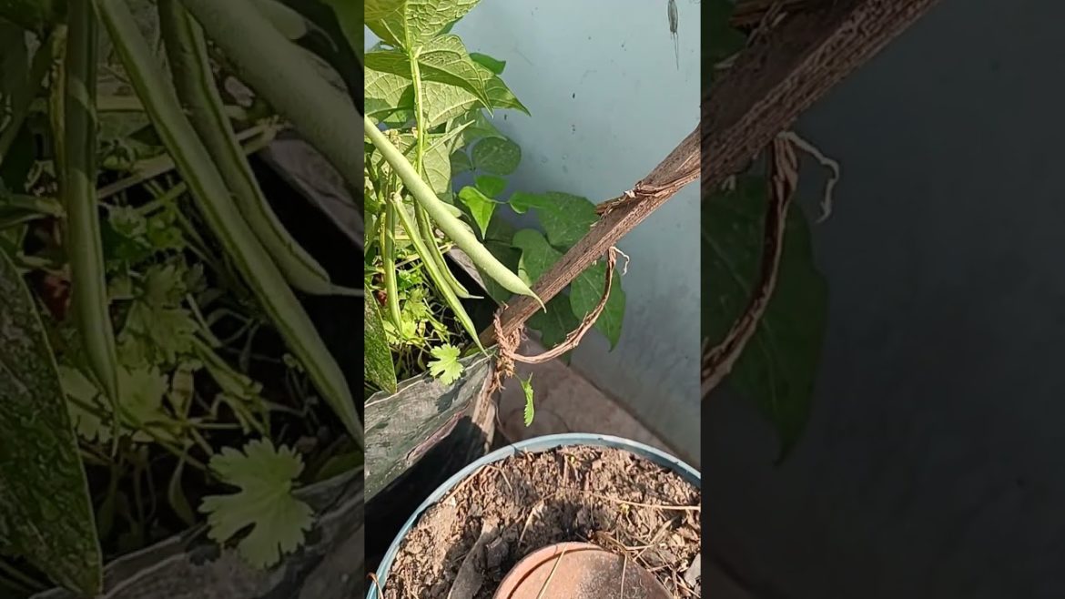 French beans growing on terrace garden - starting to give produce