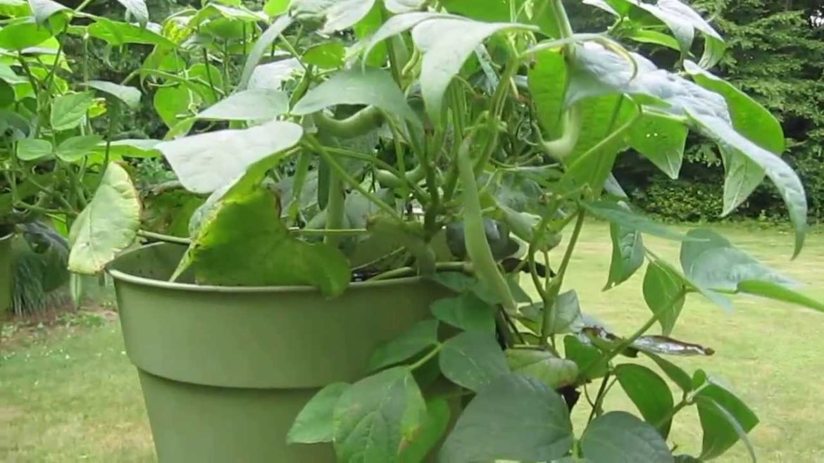 Deck container garden July update