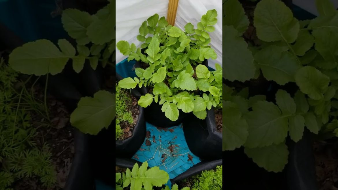 Daikon Radish in Winter Garden for Guam Daigo' #Shorts Daikon Radish in Winter Garden for Guam Daigo' #Shorts