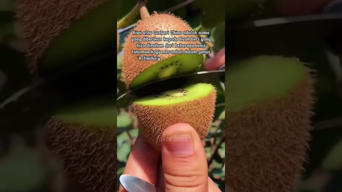 Asal dan Kandungan Vitamin Buah kiwi #shorts #fruit #fyp  #gardening #agriculture @faktabuah87