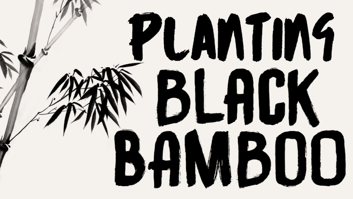 PLANTING BLACK BAMBOO IN ARIZONA