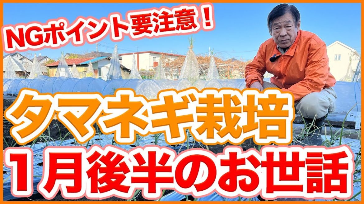 家庭菜園や農園の玉ねぎ栽培で1月後半のお世話！この時期やってはいけないNGポイントや玉ねぎの育て方を徹底解説！【農園ライフ】/Tips for growing onions in January.