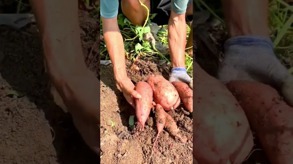 Harvest Sweet Potatoes