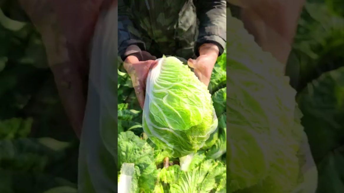 Harvest Chinese Cabages